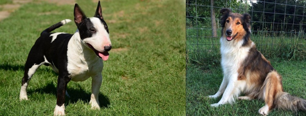 Scotch Collie vs Bull Terrier Miniature - Breed Comparison