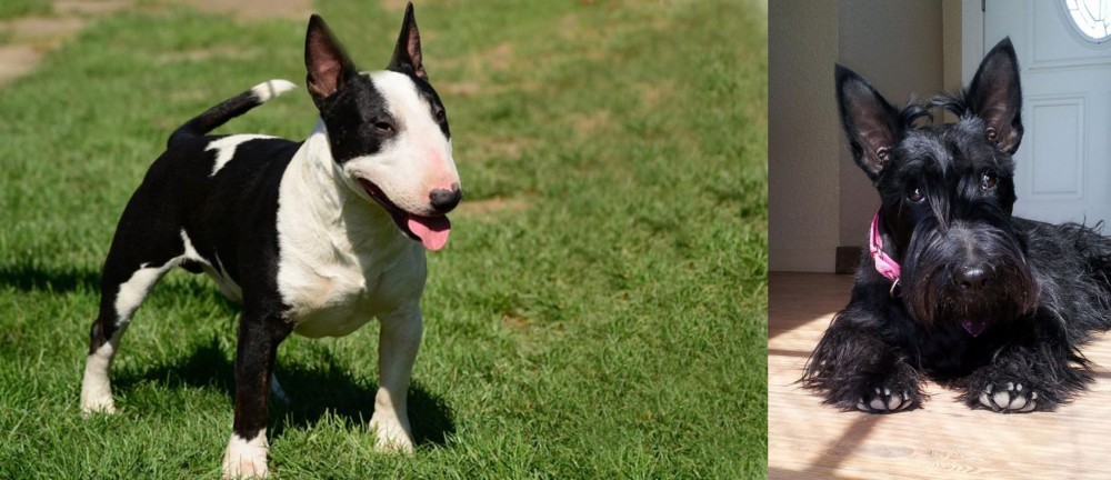 Scottish Terrier vs Bull Terrier Miniature - Breed Comparison