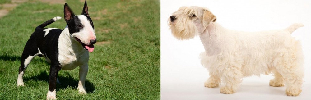 Sealyham Terrier vs Bull Terrier Miniature - Breed Comparison