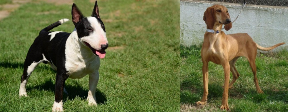 Segugio Italiano vs Bull Terrier Miniature - Breed Comparison