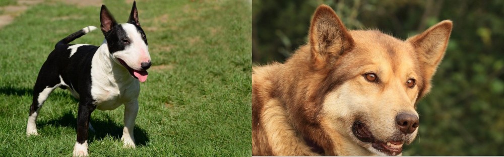 Seppala Siberian Sleddog vs Bull Terrier Miniature - Breed Comparison