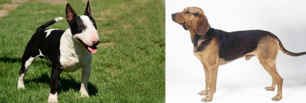 Serbian Hound vs Bull Terrier Miniature - Breed Comparison