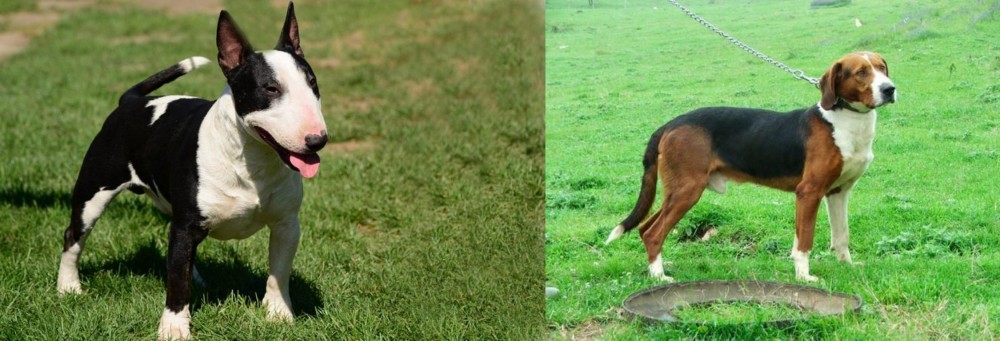 Serbian Tricolour Hound vs Bull Terrier Miniature - Breed Comparison