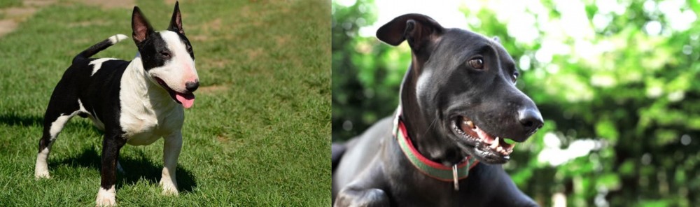 Shepard Labrador vs Bull Terrier Miniature - Breed Comparison
