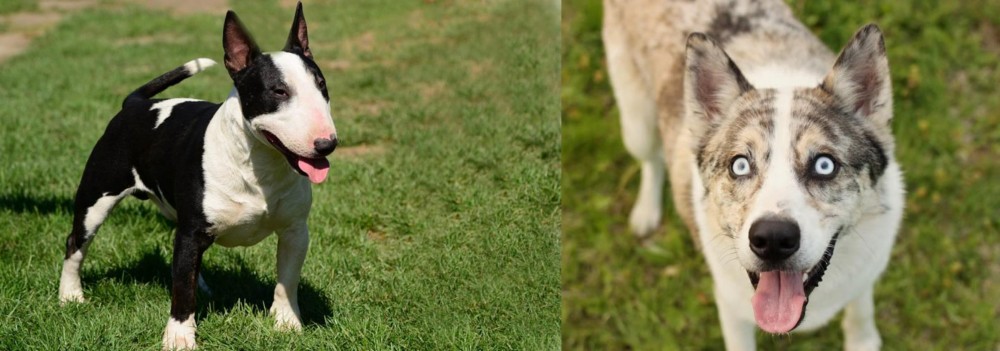 Shepherd Husky vs Bull Terrier Miniature - Breed Comparison