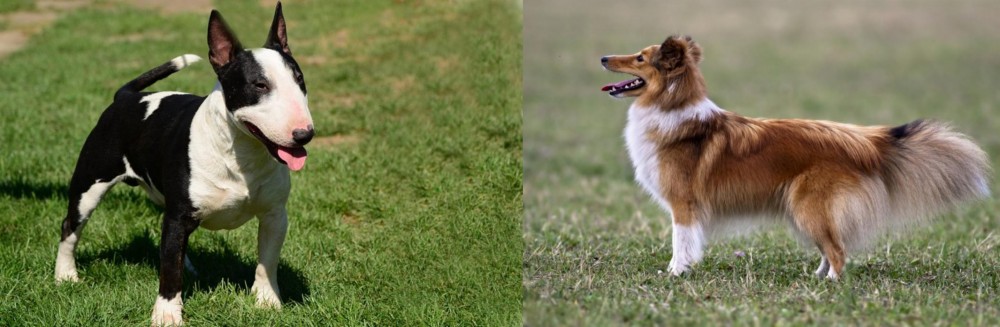 Shetland Sheepdog vs Bull Terrier Miniature - Breed Comparison