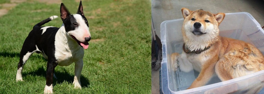 Shiba Inu vs Bull Terrier Miniature - Breed Comparison