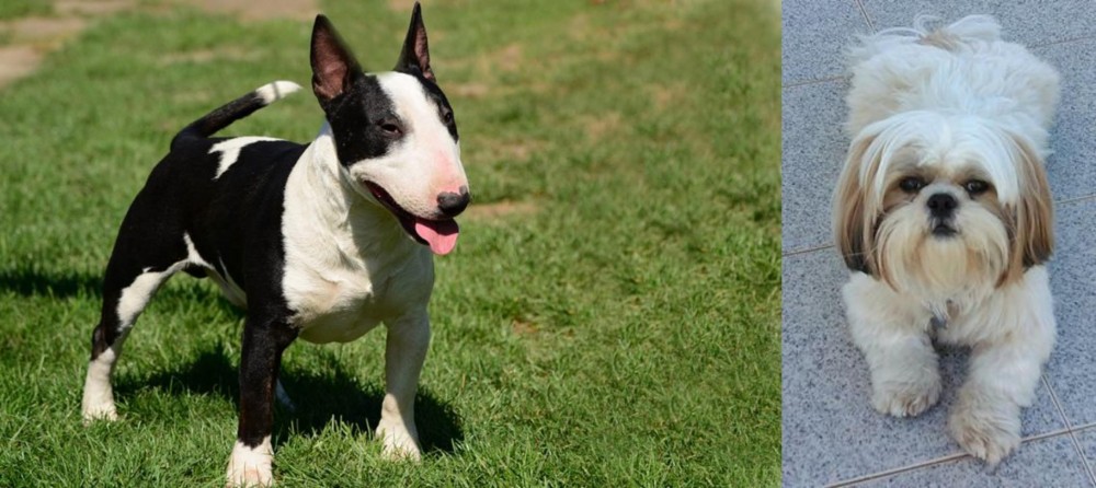 Shih Tzu vs Bull Terrier Miniature - Breed Comparison