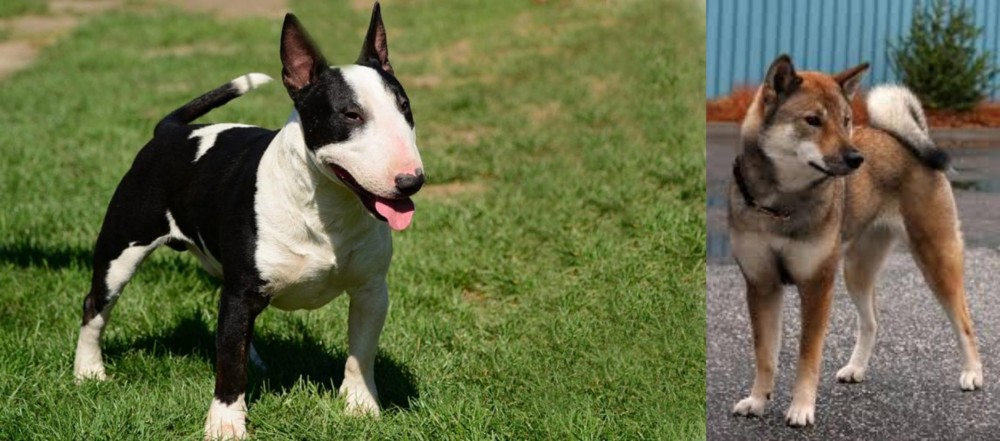Shikoku vs Bull Terrier Miniature - Breed Comparison