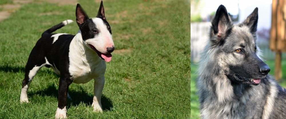 Shiloh Shepherd vs Bull Terrier Miniature - Breed Comparison
