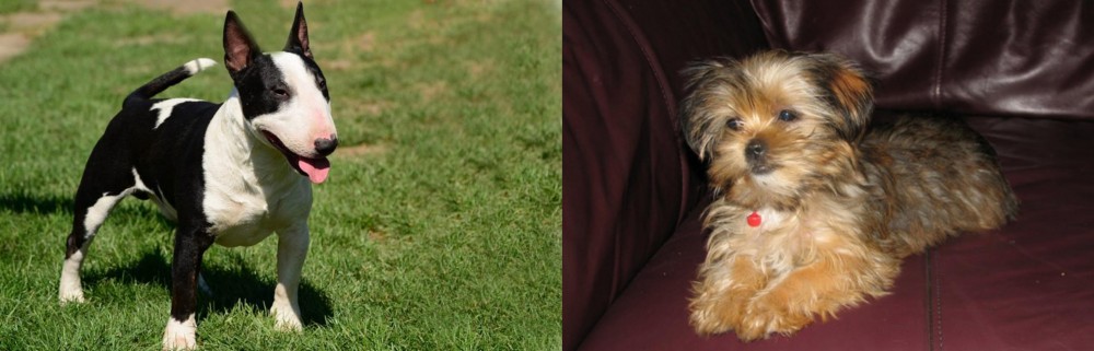 Shorkie vs Bull Terrier Miniature - Breed Comparison