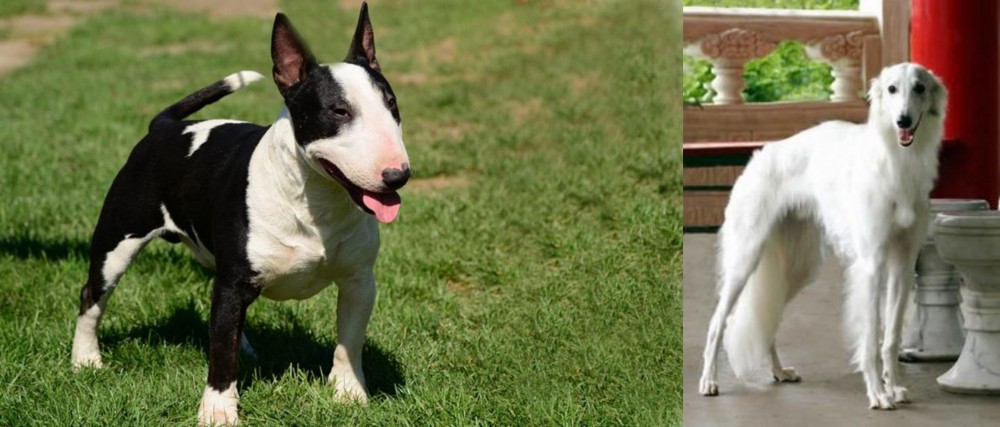 Silken Windhound vs Bull Terrier Miniature - Breed Comparison