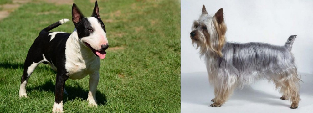 Silky Terrier vs Bull Terrier Miniature - Breed Comparison