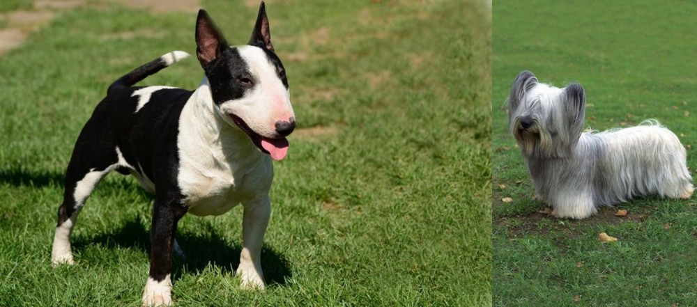 Skye Terrier vs Bull Terrier Miniature - Breed Comparison