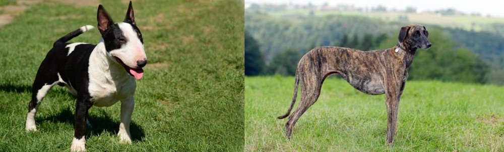 Sloughi vs Bull Terrier Miniature - Breed Comparison
