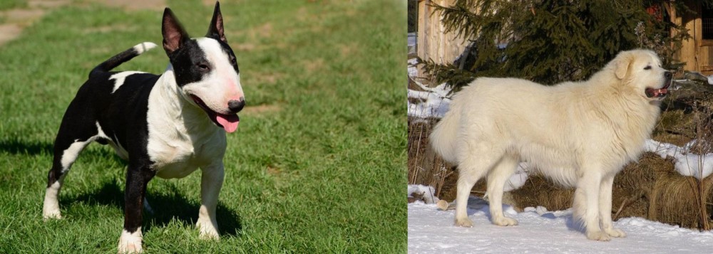 Slovak Cuvac vs Bull Terrier Miniature - Breed Comparison