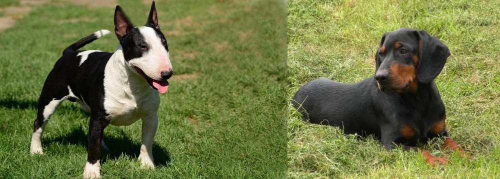 Slovakian Hound vs Bull Terrier Miniature - Breed Comparison