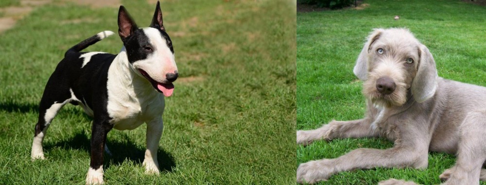 Slovakian Rough Haired Pointer vs Bull Terrier Miniature - Breed Comparison