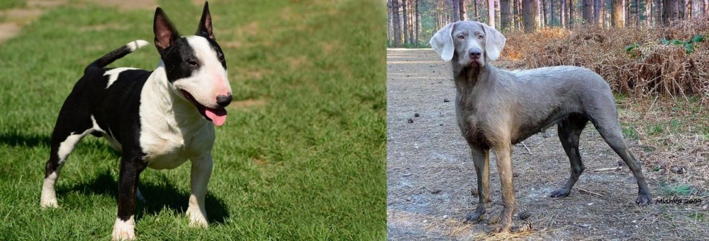 Slovensky Hrubosrsty Stavac vs Bull Terrier Miniature - Breed Comparison