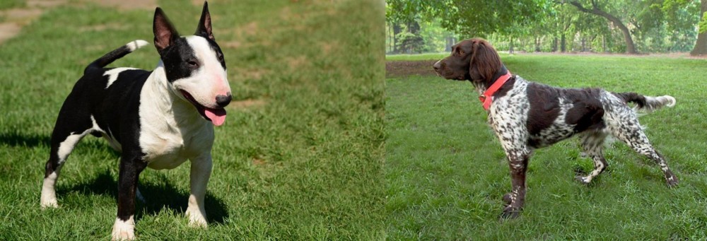 Small Munsterlander vs Bull Terrier Miniature - Breed Comparison