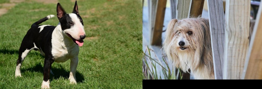 Smithfield vs Bull Terrier Miniature - Breed Comparison