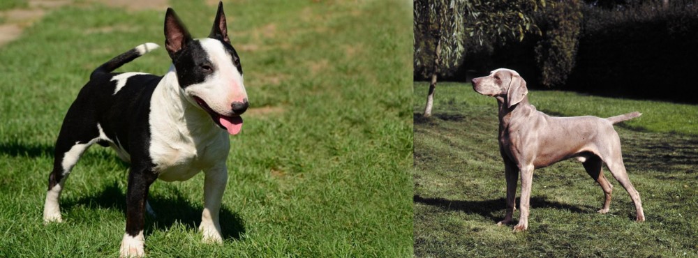 Smooth Haired Weimaraner vs Bull Terrier Miniature - Breed Comparison