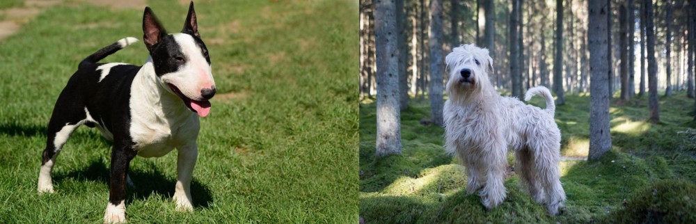 Soft-Coated Wheaten Terrier vs Bull Terrier Miniature - Breed Comparison