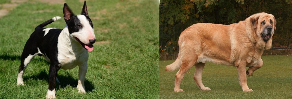 Spanish Mastiff vs Bull Terrier Miniature - Breed Comparison
