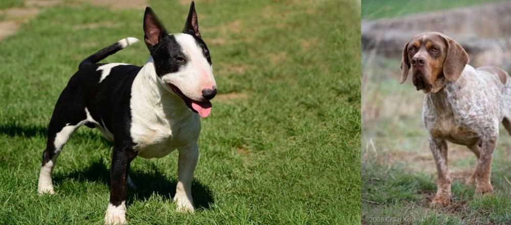 Spanish Pointer vs Bull Terrier Miniature - Breed Comparison