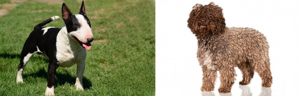 Spanish Water Dog vs Bull Terrier Miniature - Breed Comparison