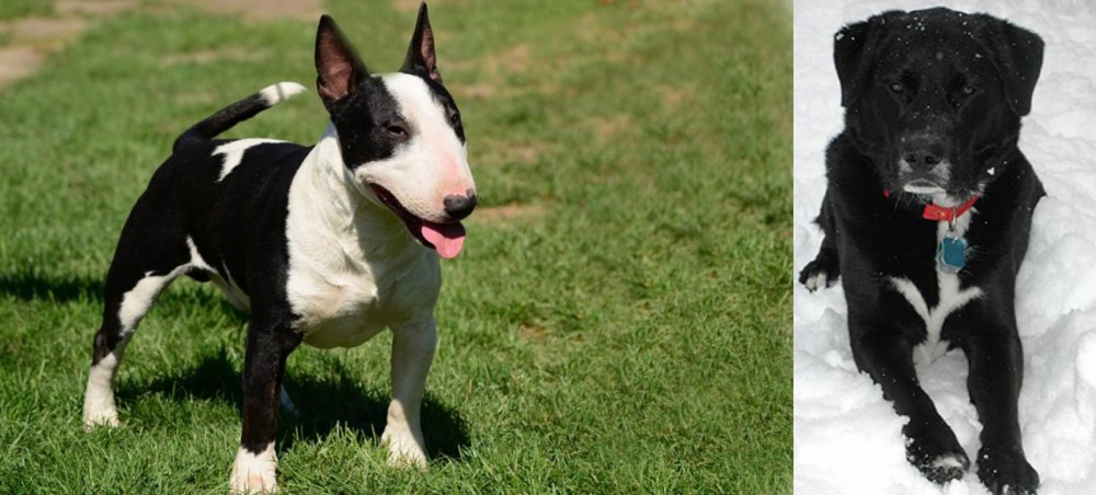 St. John's Water Dog vs Bull Terrier Miniature - Breed Comparison