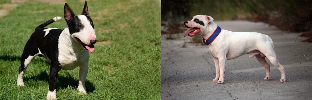 Staffordshire Bull Terrier vs Bull Terrier Miniature - Breed Comparison