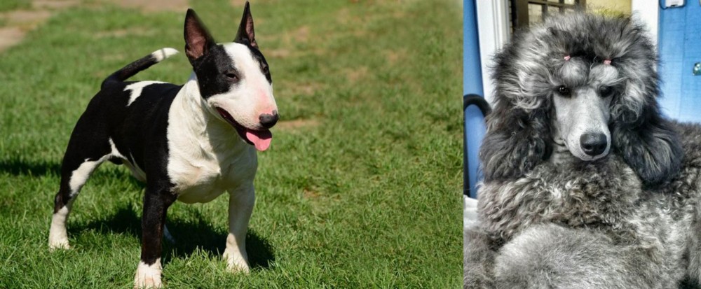 Standard Poodle vs Bull Terrier Miniature - Breed Comparison