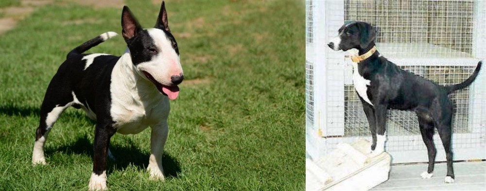 Stephens Stock vs Bull Terrier Miniature - Breed Comparison