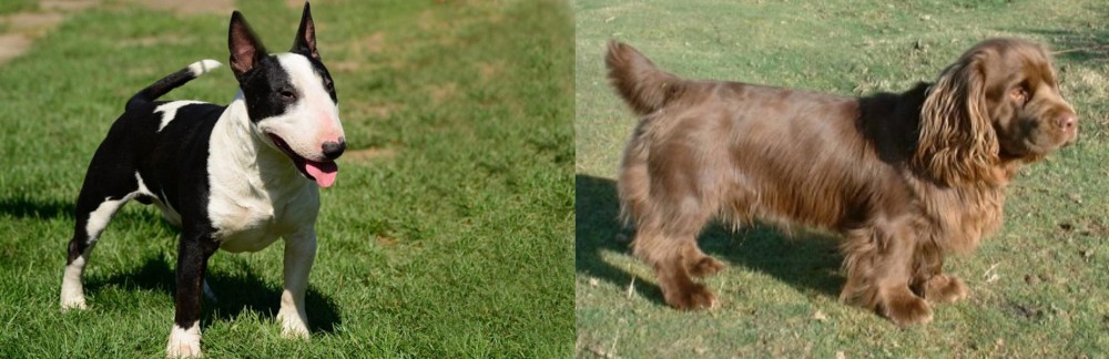 Sussex Spaniel vs Bull Terrier Miniature - Breed Comparison