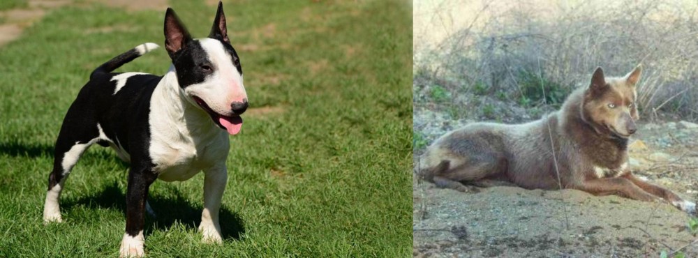 Tahltan Bear Dog vs Bull Terrier Miniature - Breed Comparison