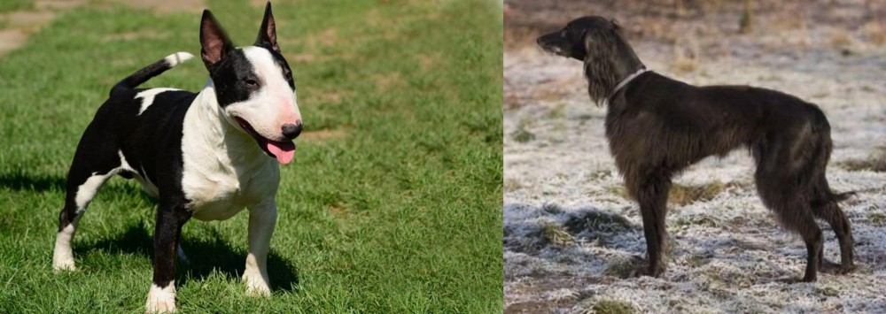 Taigan vs Bull Terrier Miniature - Breed Comparison