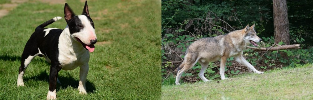 Tamaskan vs Bull Terrier Miniature - Breed Comparison