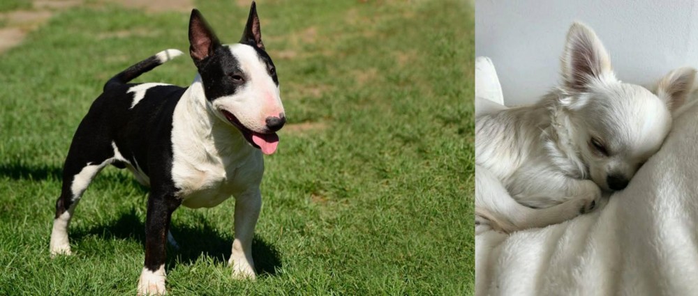 Tea Cup Chihuahua vs Bull Terrier Miniature - Breed Comparison