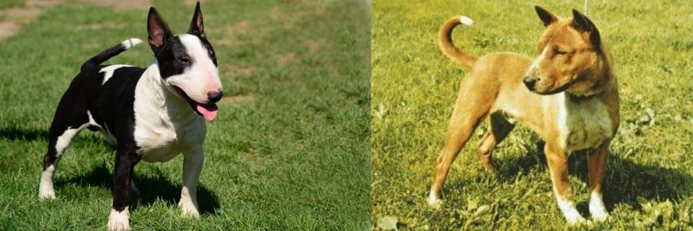 Telomian vs Bull Terrier Miniature - Breed Comparison