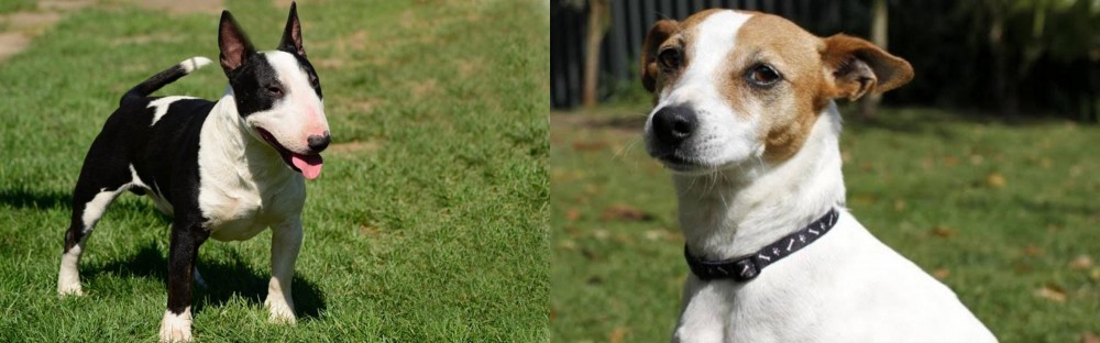 Tenterfield Terrier vs Bull Terrier Miniature - Breed Comparison