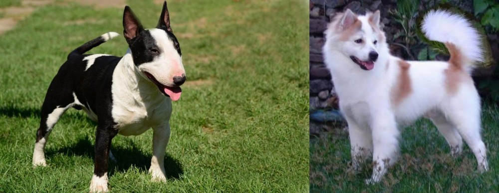 Thai Bangkaew vs Bull Terrier Miniature - Breed Comparison