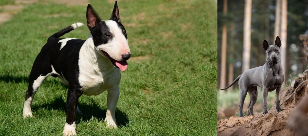 Thai Ridgeback vs Bull Terrier Miniature - Breed Comparison