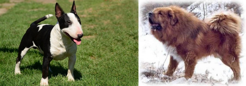 Tibetan Kyi Apso vs Bull Terrier Miniature - Breed Comparison