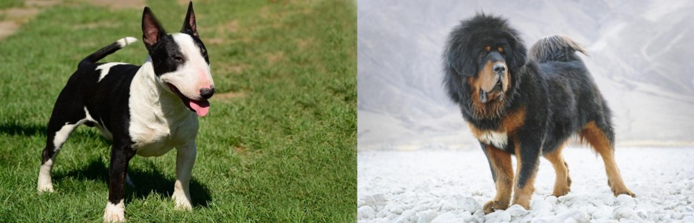 Tibetan Mastiff vs Bull Terrier Miniature - Breed Comparison