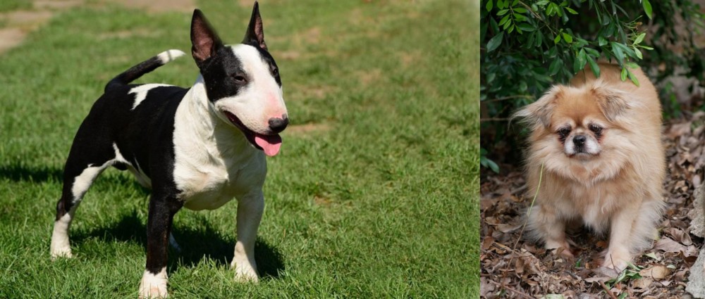 Tibetan Spaniel vs Bull Terrier Miniature - Breed Comparison
