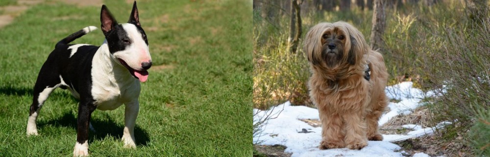Tibetan Terrier vs Bull Terrier Miniature - Breed Comparison