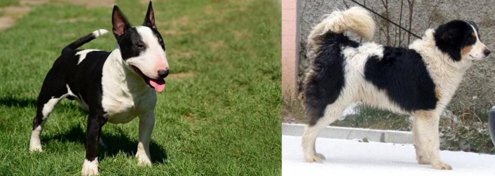 Tornjak vs Bull Terrier Miniature - Breed Comparison