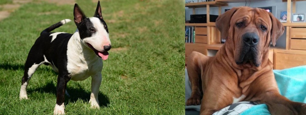 Tosa vs Bull Terrier Miniature - Breed Comparison