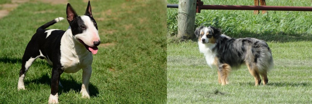 Toy Australian Shepherd vs Bull Terrier Miniature - Breed Comparison